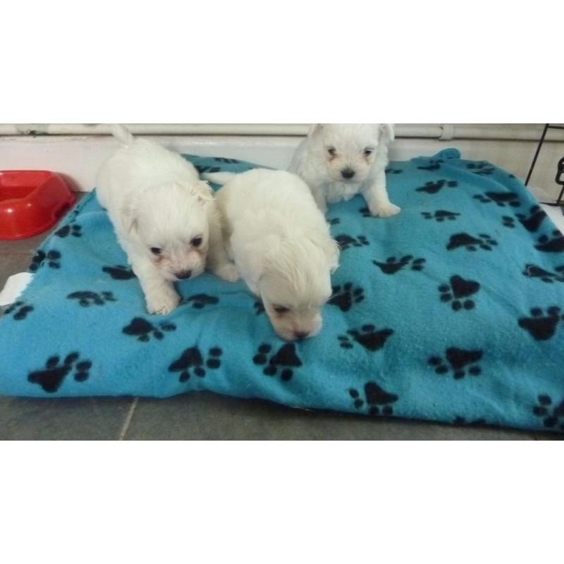Maltese puppies for sale