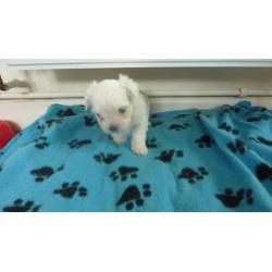 Maltese puppies for sale