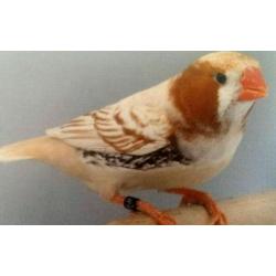 Zebra Finches