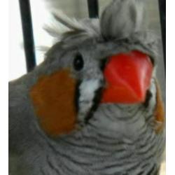 Zebra Finches