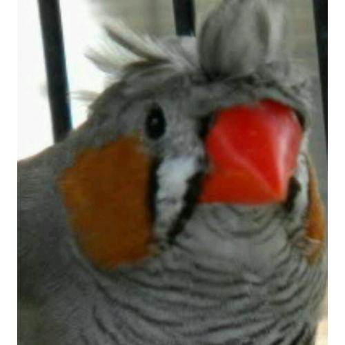 Zebra Finches