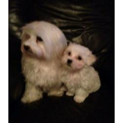 Female maltese