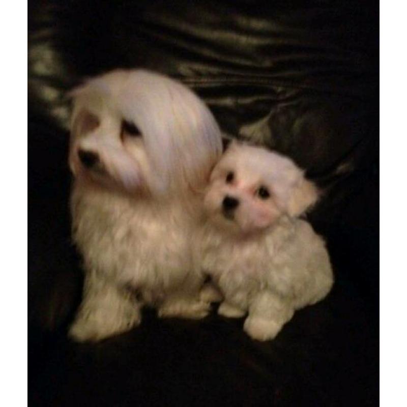 Female maltese
