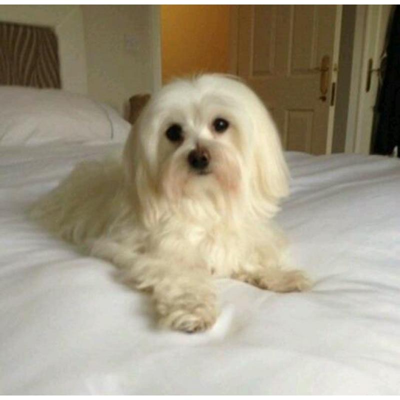 Female maltese
