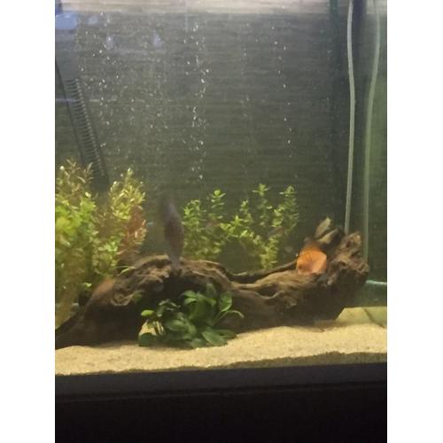 Fluval Osaka 155