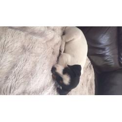 Jack Russell puppy