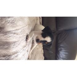 Jack Russell puppy