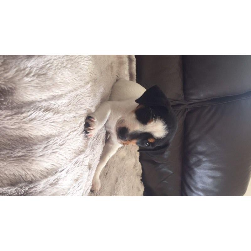 Jack Russell puppy