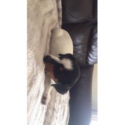 Jack Russell puppy