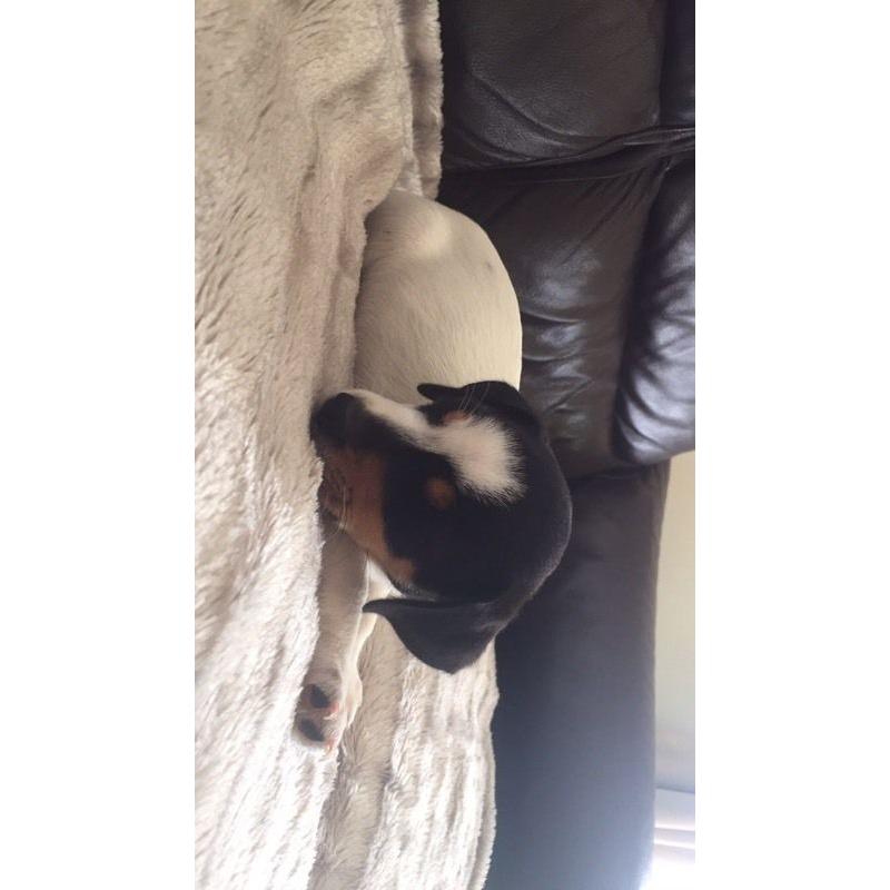 Jack Russell puppy