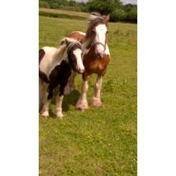 2 colt foals from last year for sale