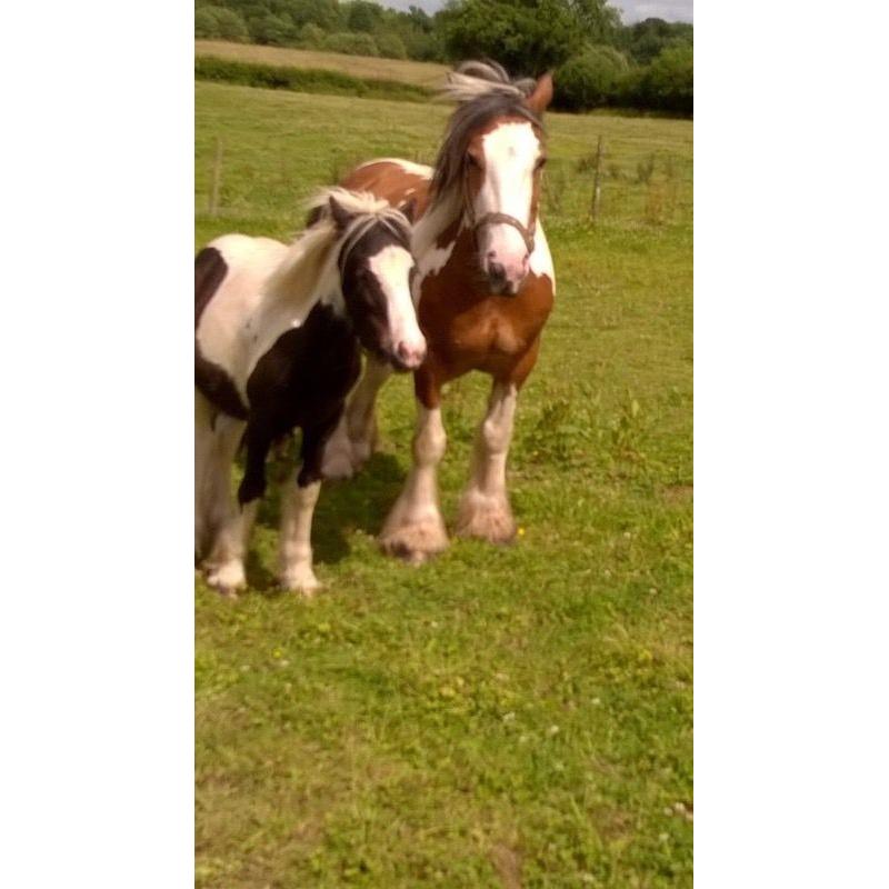 2 colt foals from last year for sale