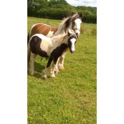 2 colt foals from last year for sale