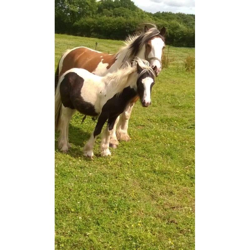 2 colt foals from last year for sale
