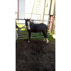 2 colt foals from last year for sale