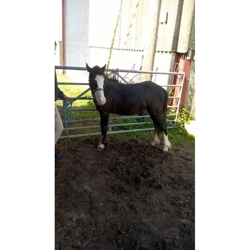 2 colt foals from last year for sale