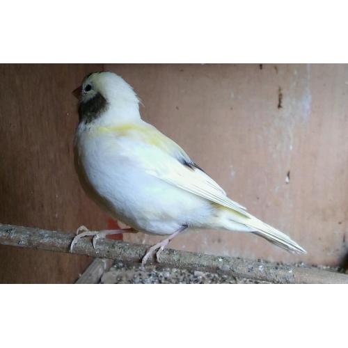 Canary hen for sale