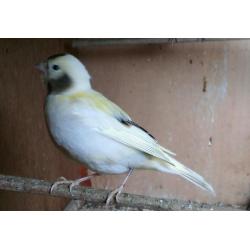 Canary hen for sale