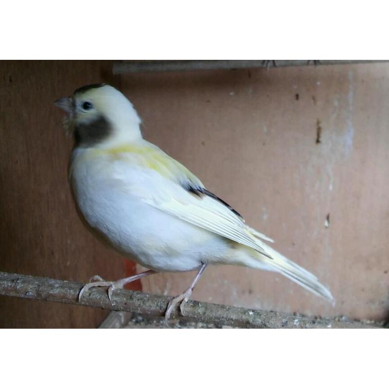 Canary hen for sale