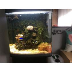 Marine Aquarium, fully established