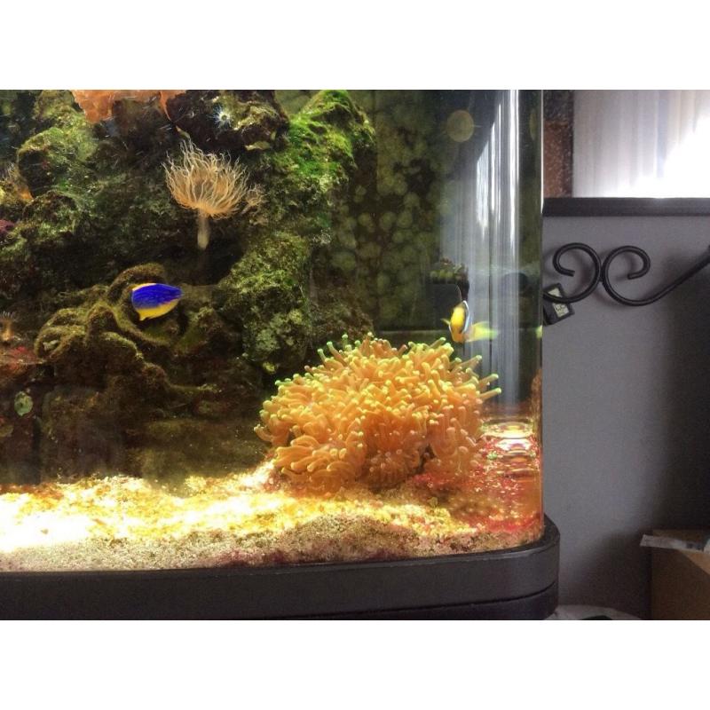 Marine Aquarium, fully established