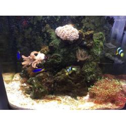 Marine Aquarium, fully established
