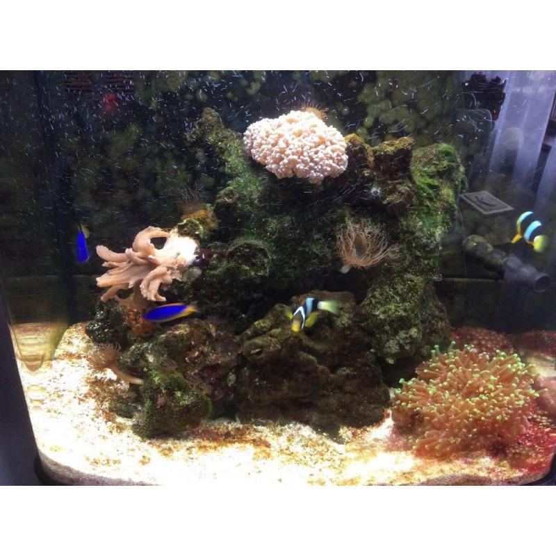 Marine Aquarium, fully established
