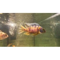 Cichlid fry