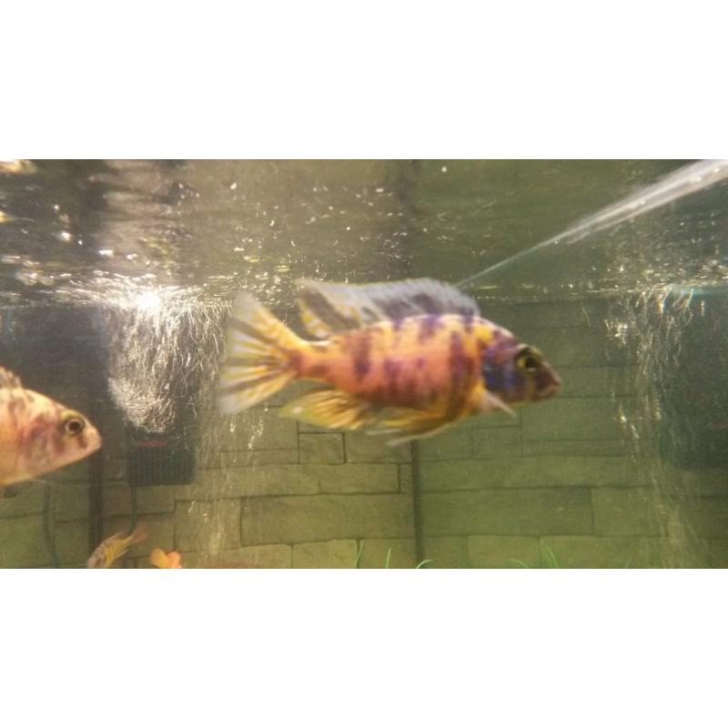 Cichlid fry