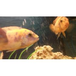 Cichlid fry