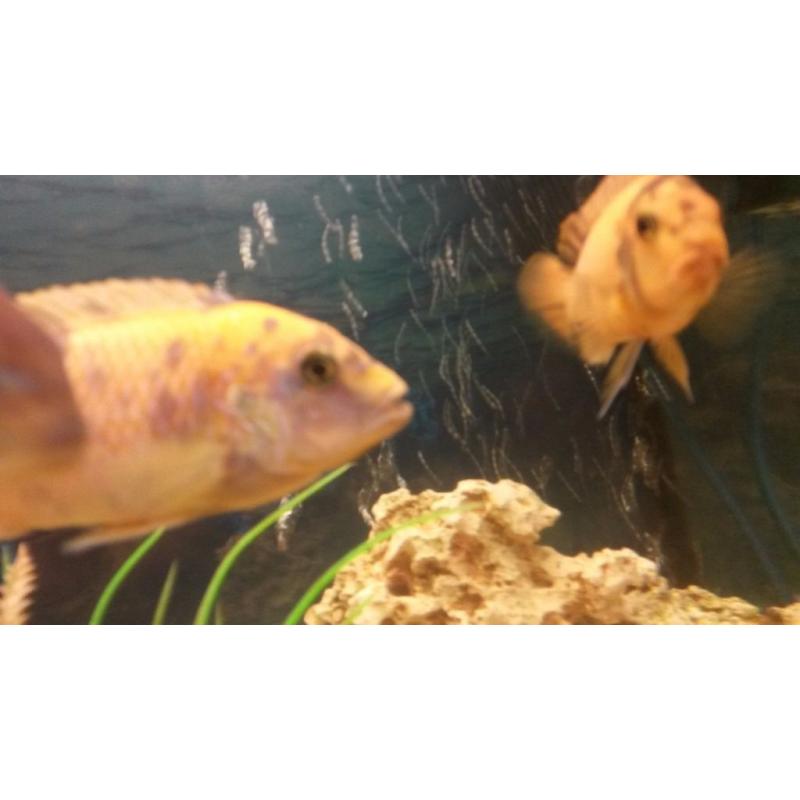Cichlid fry
