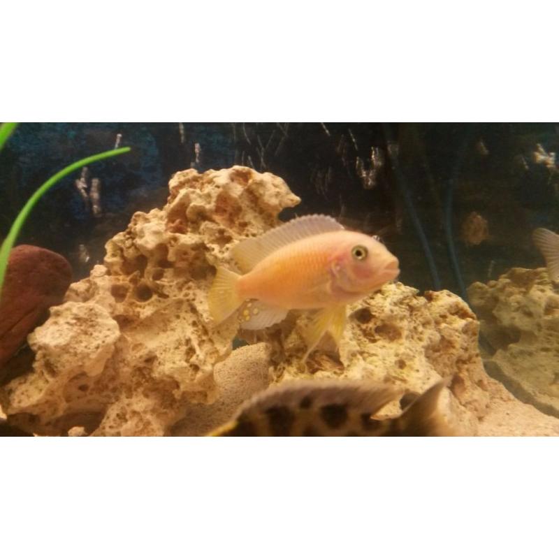 Cichlid fry