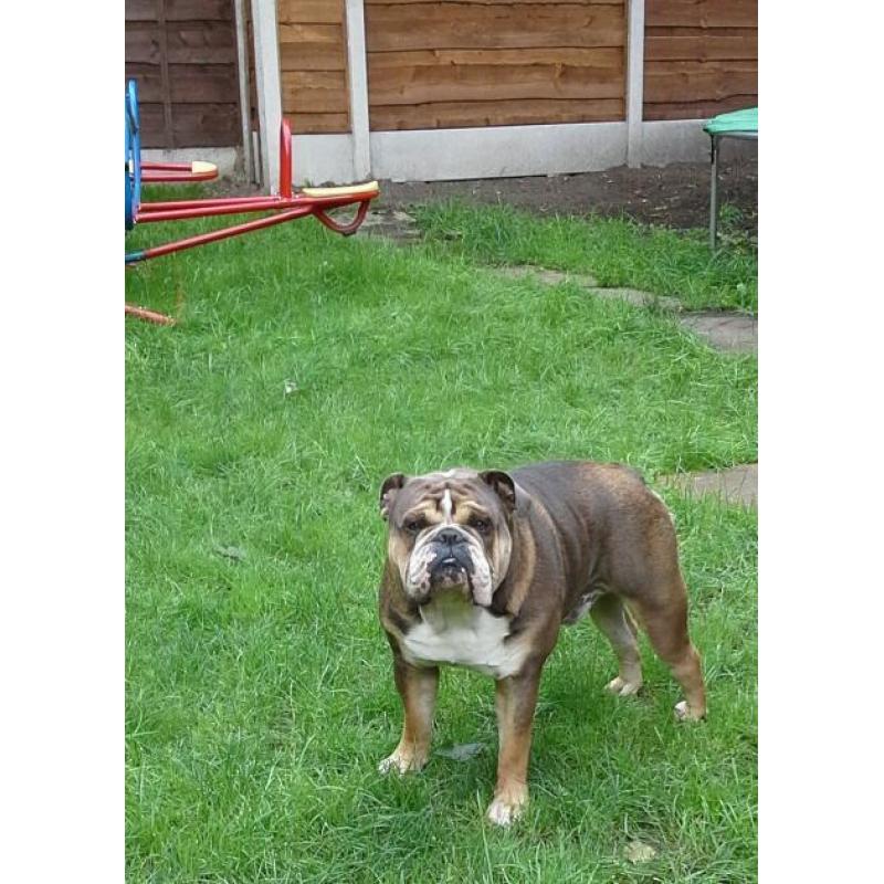 English bulldog