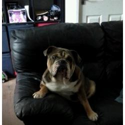 English bulldog