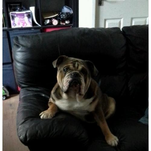 English bulldog