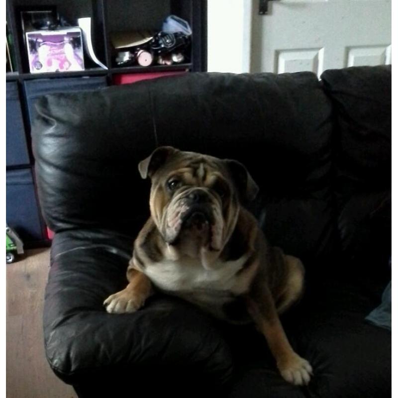English bulldog