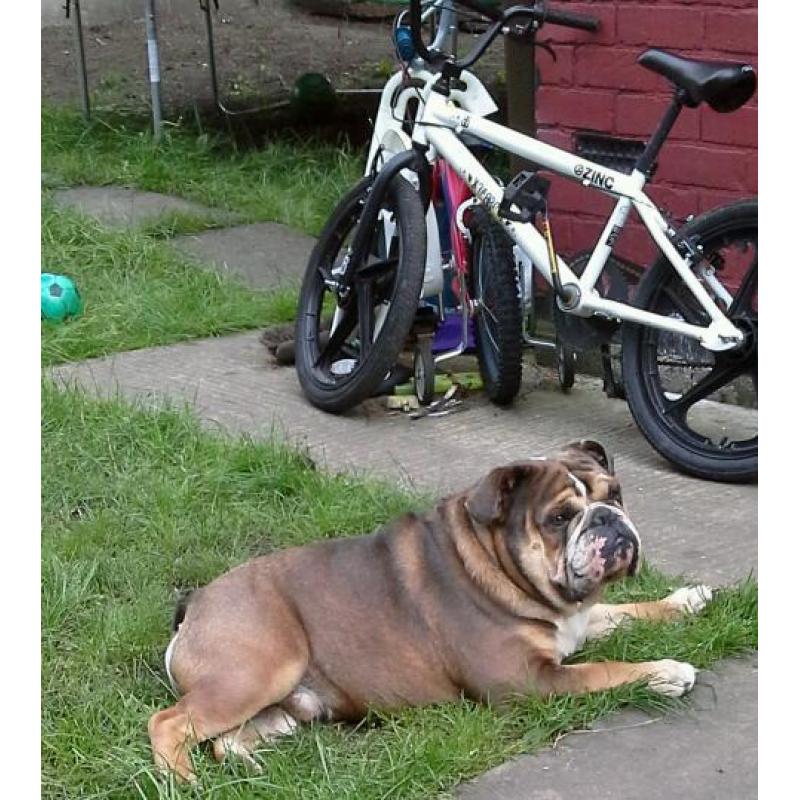English bulldog