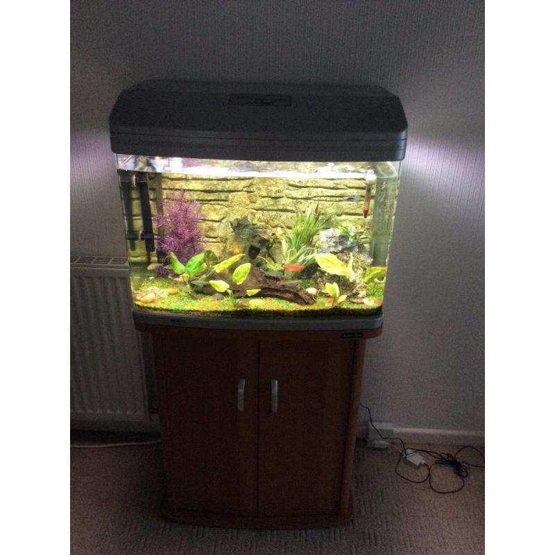 Fish Aquarium