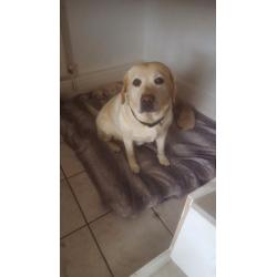 Labradoodle Pup - ONLY 1 BOY LEFT