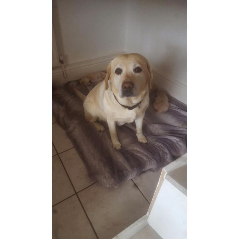 Labradoodle Pup - ONLY 1 BOY LEFT