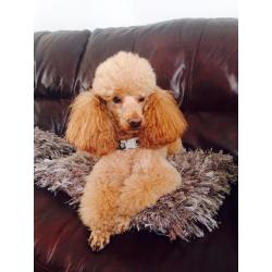 Labradoodle Pup - ONLY 1 BOY LEFT