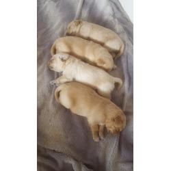 Labradoodle Pup - ONLY 1 BOY LEFT