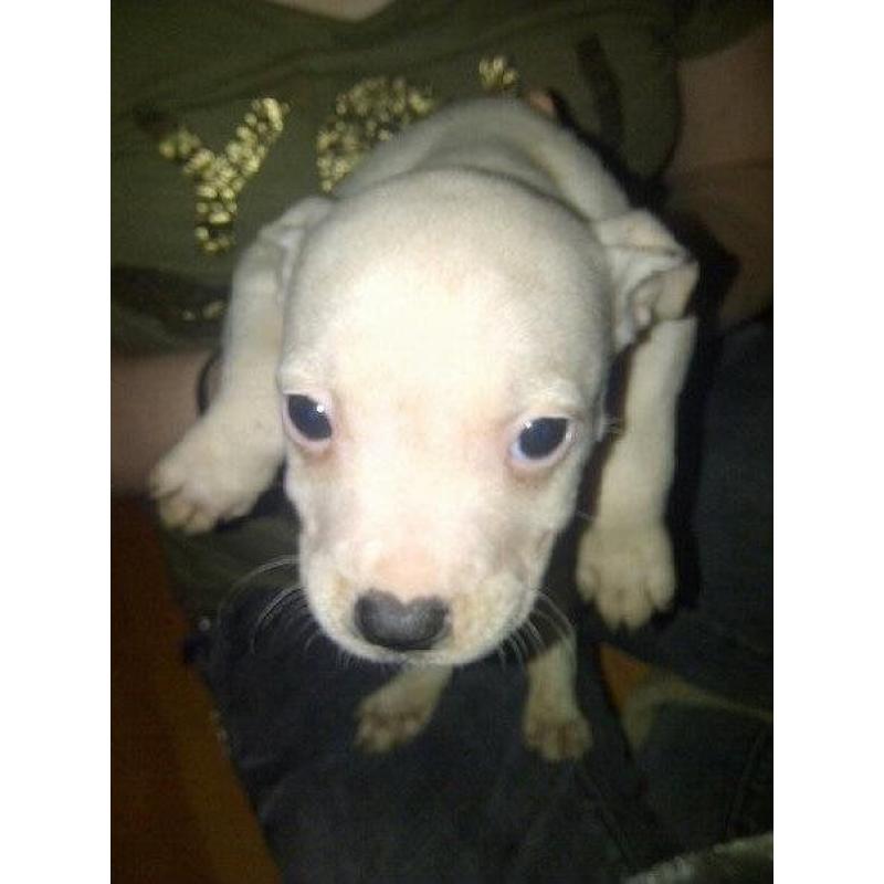 3 beautiful staffordshire bull terrier puppies for sale 1 girl 2 boys ready to go on 4/8/2016