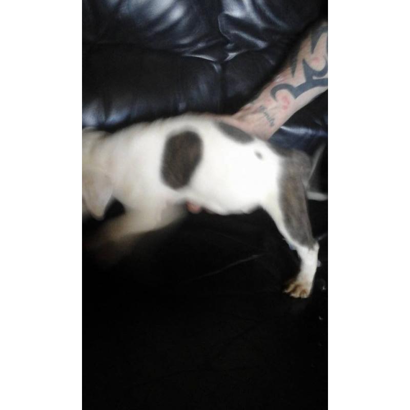 3 beautiful staffordshire bull terrier puppies for sale 1 girl 2 boys ready to go on 4/8/2016