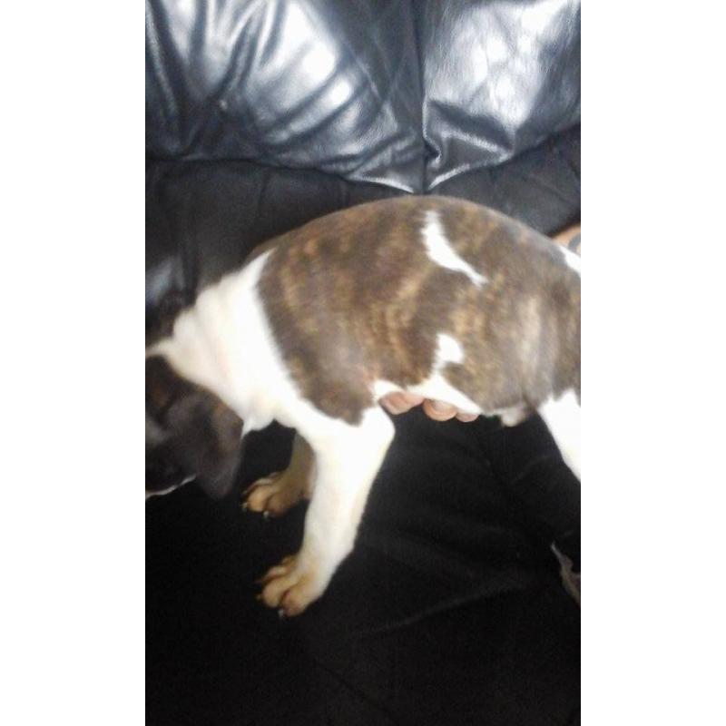 3 beautiful staffordshire bull terrier puppies for sale 1 girl 2 boys ready to go on 4/8/2016