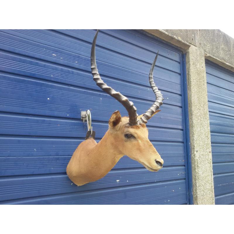 Taxidermy: Impala Antelope