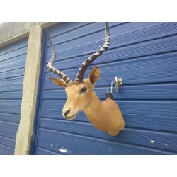 Taxidermy: Impala Antelope