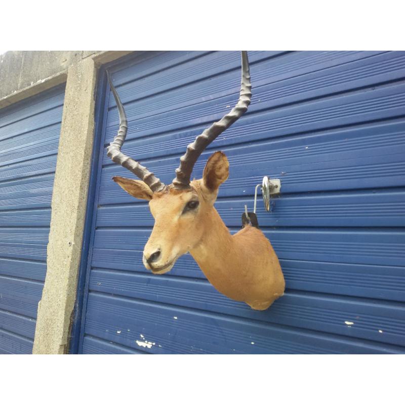 Taxidermy: Impala Antelope