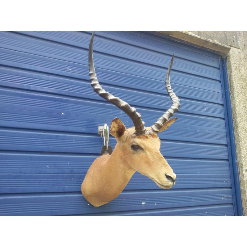 Taxidermy: Impala Antelope