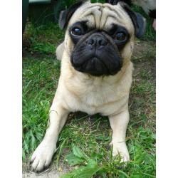 ** MISSING ** Fawn Male Pug